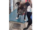 Adopt HOLLY a Brindle - with White Labrador Retriever / Mixed dog in Mobile