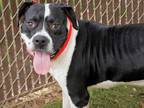 Adopt MACK a Black - with White American Staffordshire Terrier / Mixed dog in