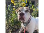 Adopt Sam a White - with Tan, Yellow or Fawn Mixed Breed (Large) / Mixed dog in