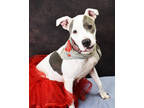 Adopt Valerie a White American Pit Bull Terrier / Mixed dog in Cedar Hill