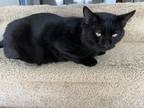 Adopt Mister a All Black Domestic Shorthair cat in Portland, OR (37911357)
