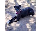 Adopt Buffy - PAWS a Black Mixed Breed (Medium) / Mixed dog in Las Cruces