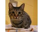Adopt Bradley a Domestic Shorthair / Mixed (short coat) cat in South Bend