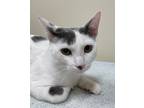Adopt Charlie a Domestic Shorthair / Mixed (short coat) cat in Ladysmith