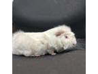 Adopt Tobias a Guinea Pig small animal in Lyndhurst, VA (37747681)