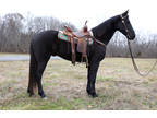 Super Gentle, Professionally Trained Black Registered Friesian Sport Horse