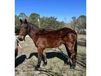 Titled 3 yr Gelding Mustang 15 hds 1,000 or b/o Florida