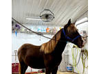 Well Bred Beautiful 2 Year Old Chocolate Filly