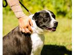 Adopt Callie a Border Collie / Mixed dog in Murphysboro, IL (32979442)