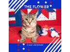 Adopt The Flower a Brown or Chocolate Domestic Shorthair / Domestic Shorthair /