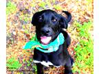 Adopt Bram a Black - with White Scottish Deerhound / Labrador Retriever / Mixed