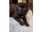 Adopt Charles a All Black Domestic Shorthair / Domestic Shorthair / Mixed cat in