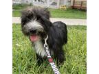 Adopt Max a Black Schnauzer (Standard) / Mixed dog in Laredo, TX (37758654)