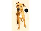 Adopt POPPY (Working Breed) a Tan/Yellow/Fawn Shepherd (Unknown Type) /