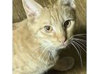 Adopt Bus a Orange or Red Tabby Domestic Shorthair / Mixed cat in Danville