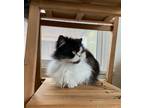 Adopt Boots a Black & White or Tuxedo Persian (long coat) cat in Canoga Park