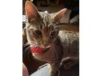 Adopt Aaron a Gray, Blue or Silver Tabby Domestic Shorthair cat in Danville