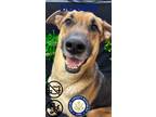 Adopt Luger a Black German Shepherd Dog / Mixed dog in shelbyville