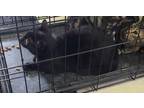 Adopt Cloud - Barn Cat a All Black Domestic Shorthair / Domestic Shorthair /