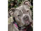 Adopt Prunella a Gray/Blue/Silver/Salt & Pepper American Pit Bull Terrier /