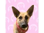 Adopt Joy a Tan/Yellow/Fawn Labrador Retriever / Shepherd (Unknown Type) / Mixed