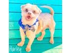Adopt HARLEY a Tan/Yellow/Fawn - with White Lhasa Apso / Mixed dog in Lubbock