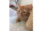 Adopt Rex a Orange or Red Tabby Domestic Mediumhair (medium coat) cat in Garden