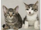 Adopt Frito and Bandito a Brown Tabby Domestic Shorthair (short coat) cat in