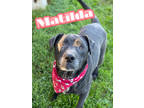 Adopt Matilda a Black Terrier (Unknown Type, Medium) / Mixed Breed (Medium) /