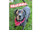 Adopt Matilda a Black Terrier (Unknown Type, Small) / Mixed dog in Louisville