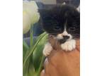Adopt Lou a Black & White or Tuxedo Domestic Mediumhair (medium coat) cat in San