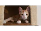 Adopt Mitchell a Orange or Red (Mostly) Domestic Shorthair (short coat) cat in