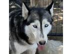 Adopt Abbie a Black Husky / Mixed dog in Eufaula, OK (35202161)