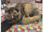 Adopt Lulu a Tortoiseshell Domestic Mediumhair (medium coat) cat in Houston