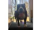 Adopt Tonya a Gray/Silver/Salt & Pepper - with White Pit Bull Terrier / Mixed
