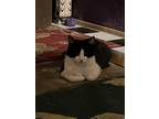 Adopt Moxy a Black & White or Tuxedo Domestic Mediumhair (medium coat) cat in