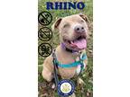 Adopt Rhino a Tan/Yellow/Fawn American Pit Bull Terrier / Mixed dog in