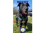 Adopt McCoy a Black Labrador Retriever / Mixed dog in shelbyville, KY (37760767)