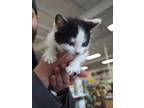 Adopt Screen a Black & White or Tuxedo American Shorthair (medium coat) cat in