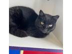 Adopt Abe a All Black Domestic Shorthair / Mixed cat in Ridgeland, SC (37866298)