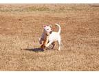 Adopt Shrimp a White - with Tan, Yellow or Fawn Mixed Breed (Small) / Mixed dog