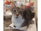 Adopt Lady Jane a White (Mostly) Domestic Shorthair (short coat) cat in Fort