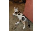 Adopt Pippy a Calico or Dilute Calico Calico (short coat) cat in Palm Springs