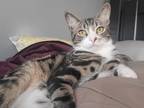 Adopt Salt and Pepper a Tiger Striped Domestic Shorthair (short coat) cat in Tri