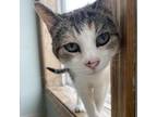 Adopt Roxy a Calico or Dilute Calico Domestic Shorthair / Mixed cat in Milford
