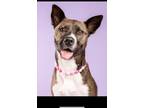 Adopt Athena a Brown/Chocolate - with White American Staffordshire Terrier /