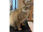 Adopt Kia a Orange or Red Domestic Shorthair / Domestic Shorthair / Mixed cat in