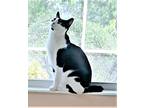 Adopt Ariel a Black & White or Tuxedo American Shorthair (short coat) cat in