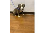 Adopt Millie a Gray/Blue/Silver/Salt & Pepper American Pit Bull Terrier / Mixed