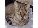 Adopt Lucky a Brown or Chocolate Domestic Shorthair / Mixed cat in Leesburg